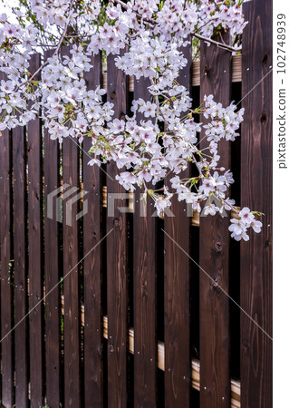 Branches of cherry blossoms in full bloom and wooden fences Branches of cherry blossoms in full bloom and wooden fences 102748939