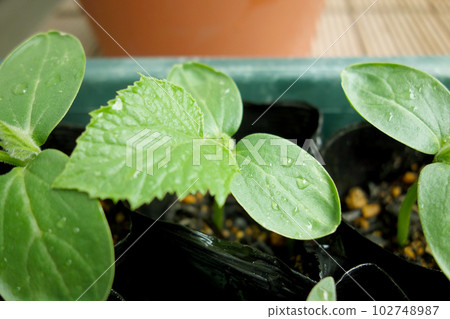 黃瓜盆栽苗健康出芽栽培 黃瓜盆栽苗健康出芽栽培 102748987