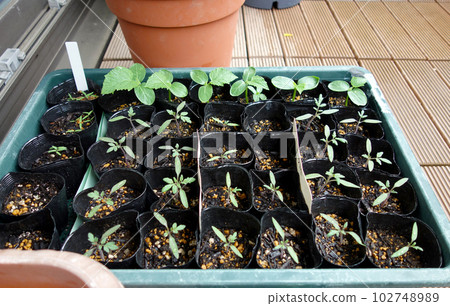 Cultivation of many tomato and cucumber seedlings in pots with healthy sprouts 102748989