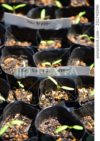 From sowing seeds to cultivating mini tomato seedlings in pots Genki Futaba 102748990
