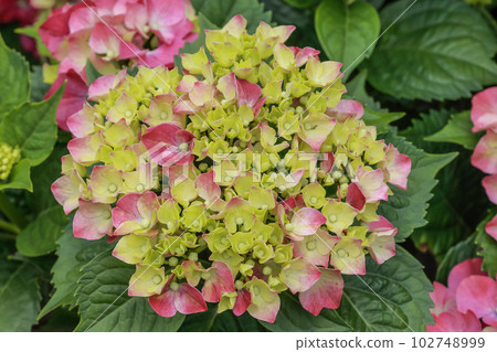 Hydrangea 102748999