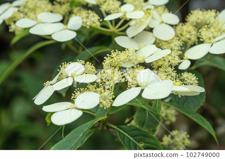 Hydrangea 102749000