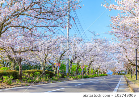 Road next to Omura Park and rows of cherry blossom trees, Omura City, Nagasaki Prefecture 102749009