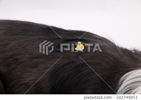 艾灸狗 艾灸狗 102749051