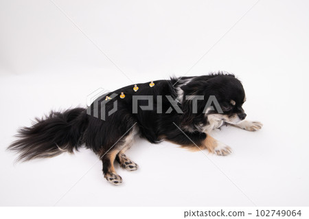 Moxibustion dog Moxibustion dog 102749064