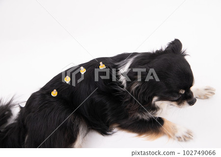 艾灸狗 艾灸狗 102749066