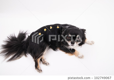 艾灸狗 艾灸狗 102749067