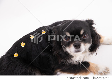 艾灸狗 艾灸狗 102749068