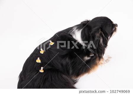 Moxibustion dog Moxibustion dog 102749069