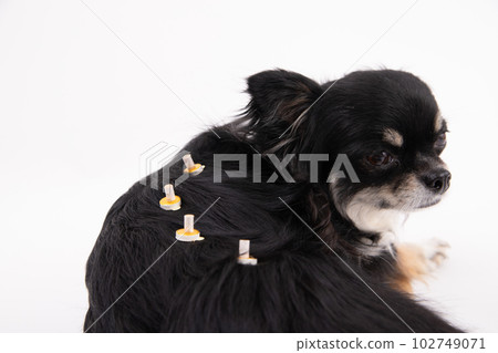 Moxibustion dog 102749071