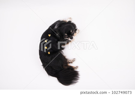 Moxibustion dog Moxibustion dog 102749073