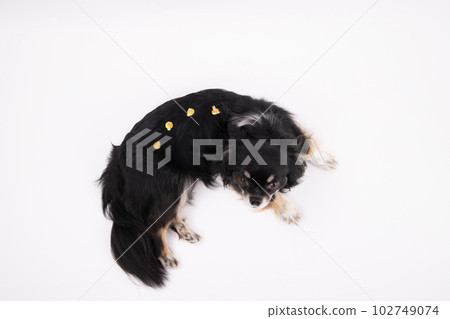 Moxibustion dog Moxibustion dog 102749074