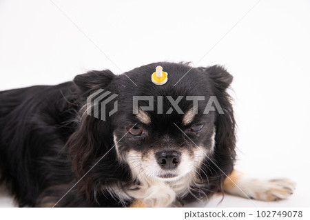 艾灸狗 艾灸狗 102749078