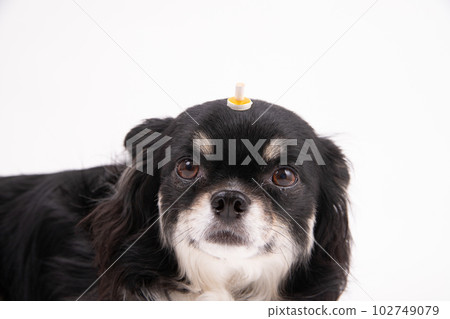 艾灸狗 艾灸狗 102749079