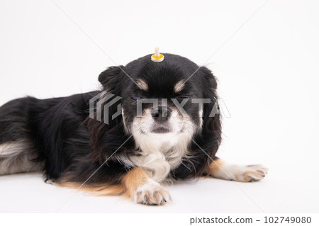 Moxibustion dog Moxibustion dog 102749080