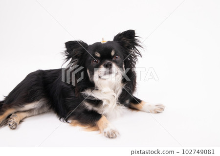 Moxibustion dog Moxibustion dog 102749081