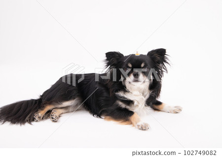 Moxibustion dog Moxibustion dog 102749082