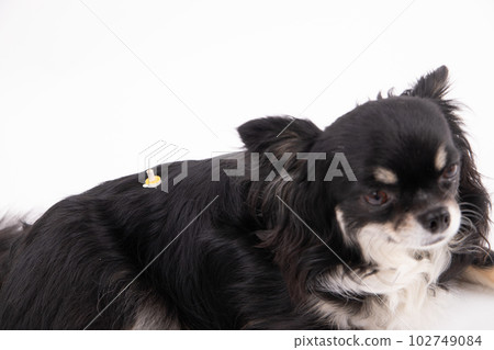 艾灸狗 艾灸狗 102749084