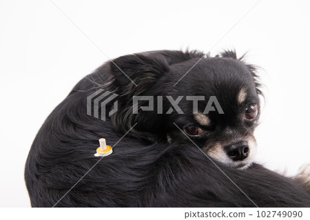 艾灸狗 艾灸狗 102749090