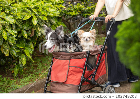A woman and dogs walking around the neighborhood with a dog cart A woman and dogs walking around the neighborhood with a dog cart 102749208