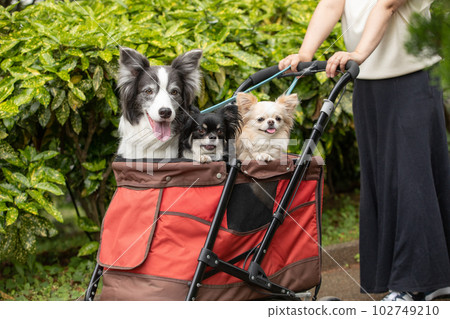 A woman and dogs walking around the neighborhood with a dog cart A woman and dogs walking around the neighborhood with a dog cart 102749210