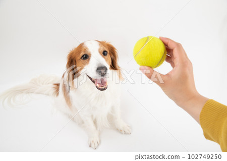Kooikerhondier, a medium-sized dog who loves tennis balls Kooikerhondier, a medium-sized dog who loves tennis balls 102749250