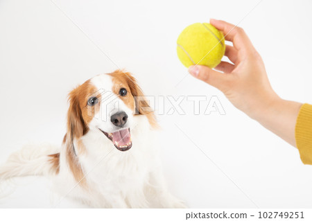Kooikerhondier, a medium-sized dog who loves tennis balls 102749251