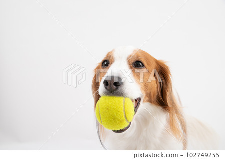 Kooikerhondier,一隻喜歡網球的中型犬 Kooikerhondier,一隻喜歡網球的中型犬 102749255