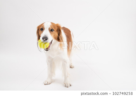 Kooikerhondier, a medium-sized dog who loves tennis balls 102749258