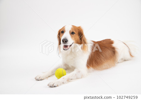 Kooikerhondier,一隻喜歡網球的中型犬 Kooikerhondier,一隻喜歡網球的中型犬 102749259