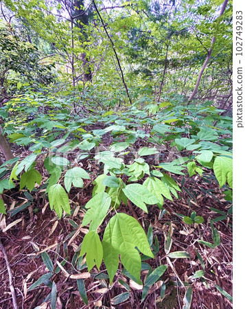 Wild Shiromoji leaves vertical Wild Shiromoji leaves vertical 102749283