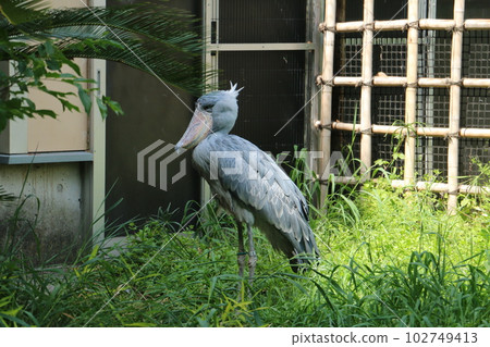 A shoebill with sharp eyes and a large beak 102749413