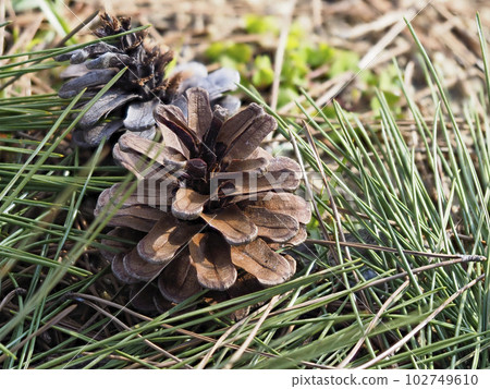 Pine cones that fell to the ground Pine cones that fell to the ground 102749610