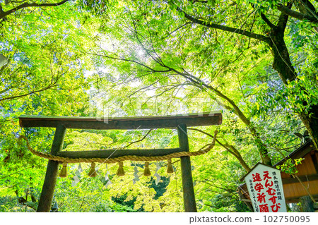 京都嵯峨野野宮神社的黑木鳥居和新鮮的綠色植物 102750095