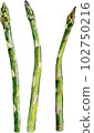 Asparagus watercolor style vector illustration set 102750216