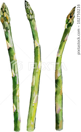 Asparagus watercolor style vector illustration set Asparagus watercolor style vector illustration set 102750216