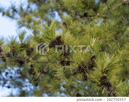 pine tree with pine cone pine tree with pine cone 102750357