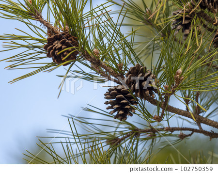 pine tree with pine cone pine tree with pine cone 102750359