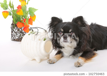 Hozuki and Chihuahua dog 102750463