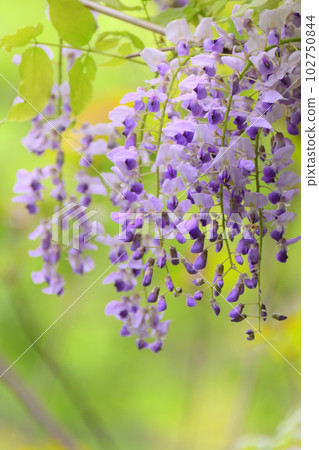  Wisteria flowers 102750844