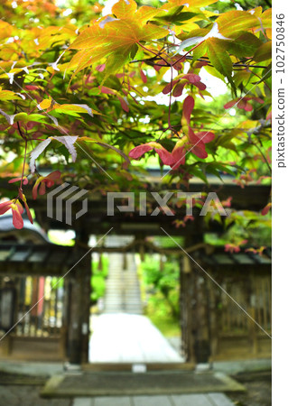 Maple seeds and temple gate 102750846