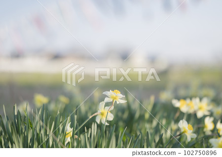 Daffodil flowers Daffodil flowers 102750896