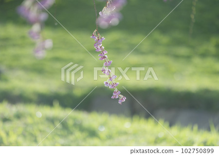 死棕色櫻桃樹 102750899