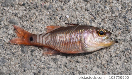 琵琶魚 Kurohoshi Ishimochi 特寫 琵琶魚 Kurohoshi Ishimochi 特寫 102750900