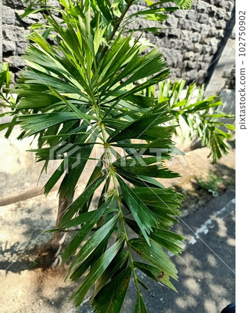 Close up of foxtail palm plant  102750902