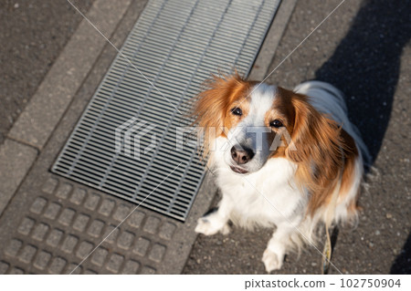A medium-sized dog trying hard to cross the drain A medium-sized dog trying hard to cross the drain 102750904