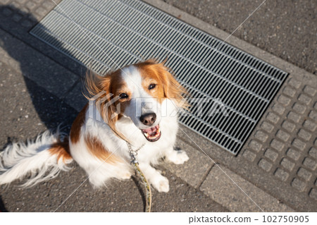 A medium-sized dog trying hard to cross the drain 102750905