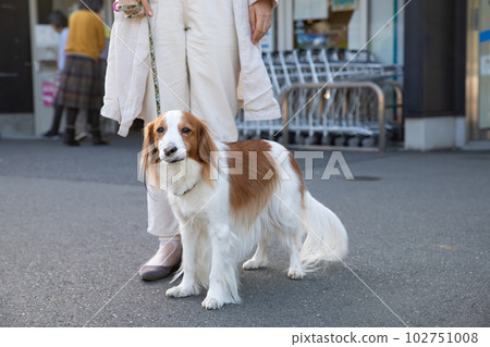 狗在超市門口等 102751008