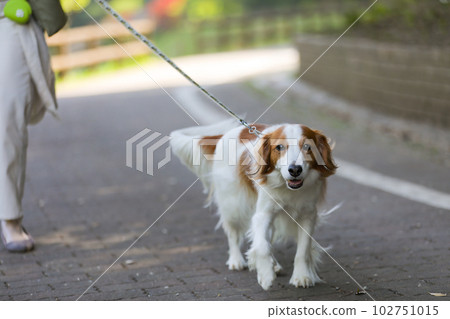 Kooikerhondier enjoying a walk with his owner 102751015