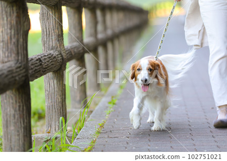Kooikerhondier enjoying a walk with his owner 102751021